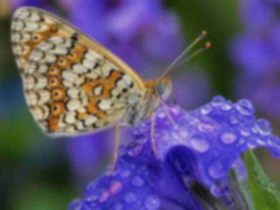 Butterfly on a dewy flower — original low-quality version